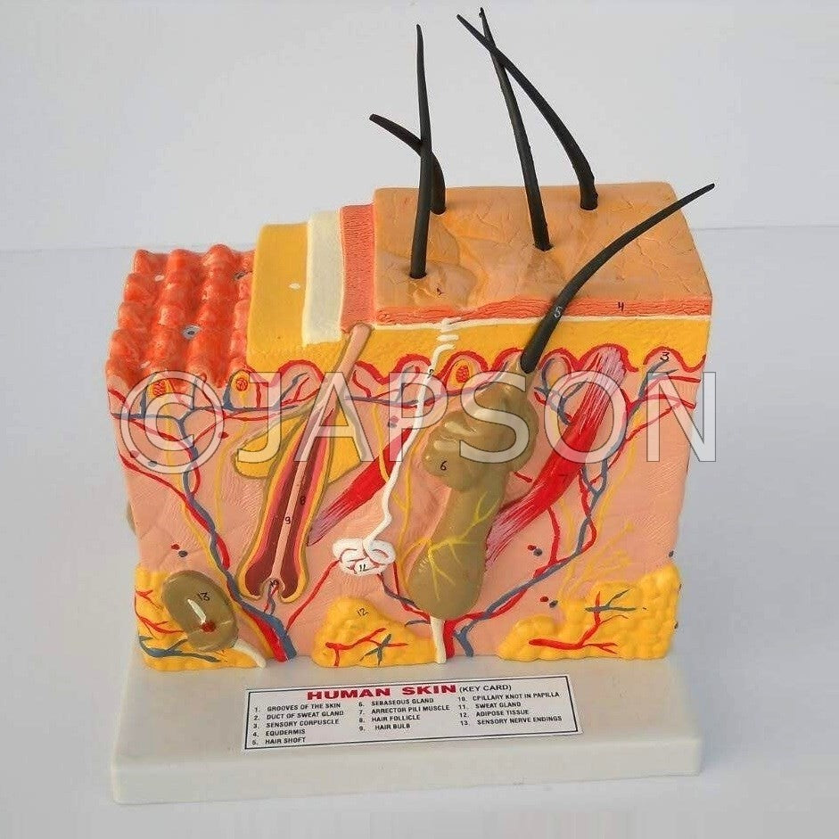 Human Skin Model, on Stand, 3D Human Skin Model, on Stand, 3D
